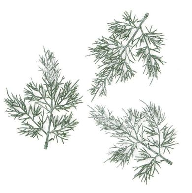 Dalprint, gałązki tuji, 13 cm, 3 szt.