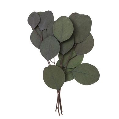 DP Craft, eukaliptus populus, zielony, 4 gałązki, 20 cm