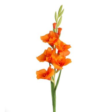 Eurofirany, kwiat Natu, 85 cm, pomarańczowy