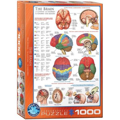 Eurographics, The Brain, puzzle, 1000 elementów