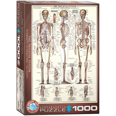 Eurographics, Układ szkieletowy, puzzle, 1000 elementów