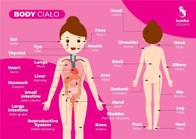 Fiszki do języka angielskiego. Ciało 3 szt.