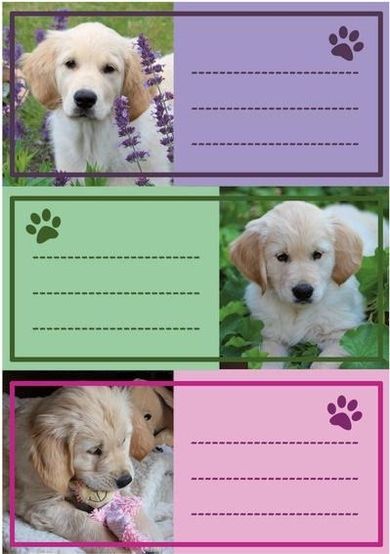 Herma, naklejki szkolne, pieski