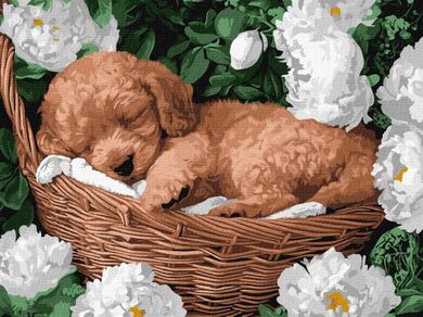Ideyka, malowanie po numerach, Śpiący pudel, 30-40 cm