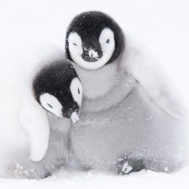 Karnet z kopertą, A pair of Emperor Penguin chicks