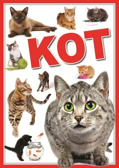 Koty