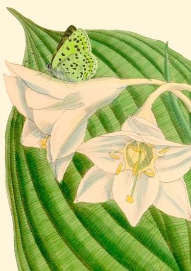 Madame Treacle, karnet B6 z kopertą, Eucharis sanderi