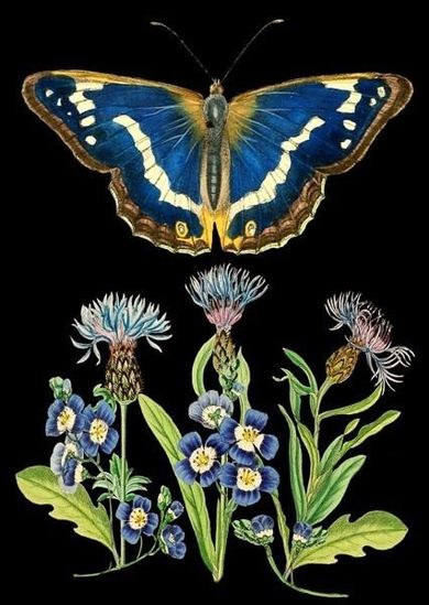 Madame Treacle, karnet B6 z kopertą, Niebieski motyl