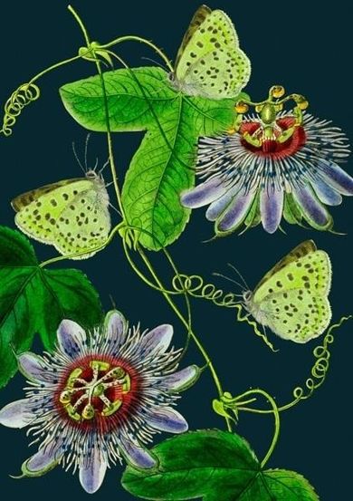 Madame Treacle, karnet B6 z kopertą, Passiflora nocą