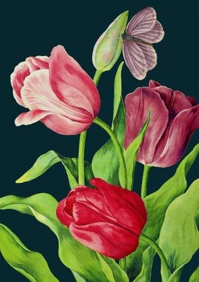 Madame Treacle, karnet B6 z kopertą, Tulipany nocą