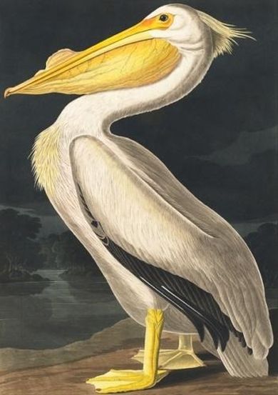 Madame Treacle, karnet z kopertą B6, Biały pelikan