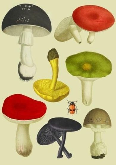 Madame Treacle, karnet z kopertą B6, Grzyby