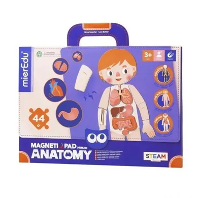 Mieredu, Anatomia człowieka, magnetyczna układanka