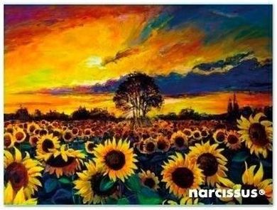 Narcissus, teczka kopertowa A7, PP, Słoneczniki, 1 szt.