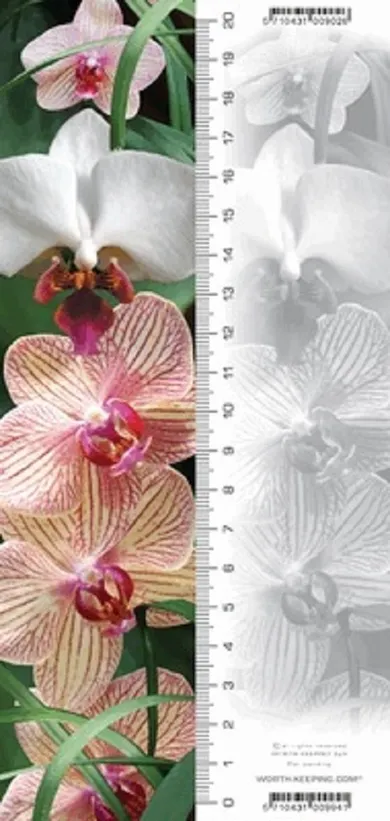 Orchidea, zakładka 3D