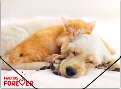 Panta Plast, teczka A4 na gumkę, Friends, 1 szt.