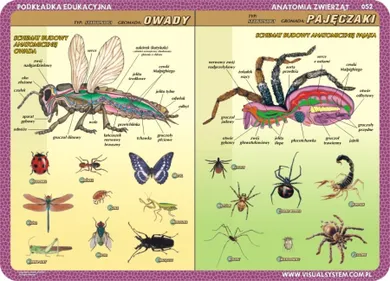 Podkładka edukacyjna, dwustronna, Budowa anatomiczna: owady, pajęczaki, protisty, gąbki, parzydełkowce, płazińce, nicienie, pierścienice