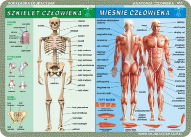 Podkładka edukacyjna, dwustronna, Człowiek: szkielet, mięśnie, zmysły, mózg