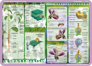 Podkładka edukacyjna, dwustronna, Glony, grzyby, mchy i paprocie, budowa rośliny, proces fotosyntezy, okrytozalążkowe