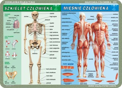 Podkładka na biurko, mata, dwustronna, Człowiek: szkielet, mięśnie, zmysły, mózg