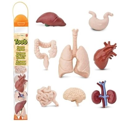 Safari Ltd, Toob, zestaw figurek, narządy wewnętrzne