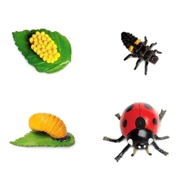 Safari Ltd, zestaw figurek, cykl życia biedronki