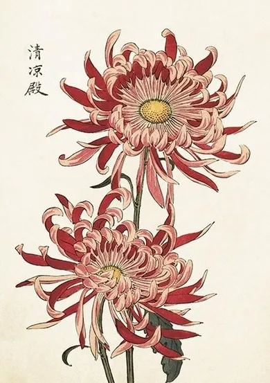 Skona Ting, karnet B6 z kopertą, Chryzantema