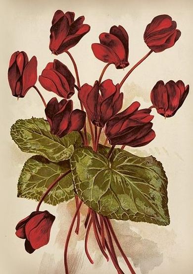 Skona Ting, karnet B6 z kopertą, Cyklameny