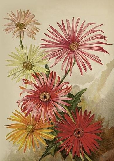 Skona Ting, karnet B6 z kopertą, Gerbery