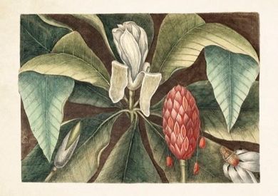 Skona Ting, karnet B6 z kopertą, Magnolia
