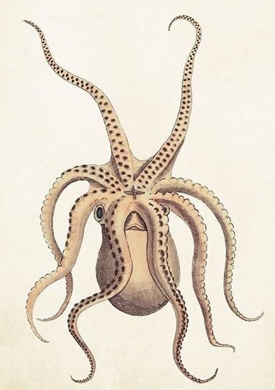 Skona Ting, karnet B6 z kopertą, Ośmiornica