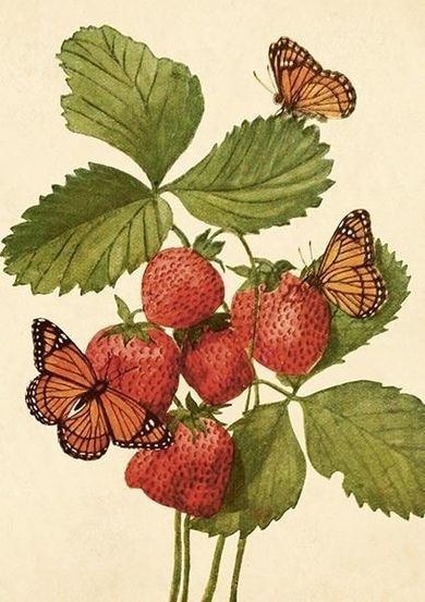 Skona Ting, karnet ST502 B6 + koperta Truskawki i motyle