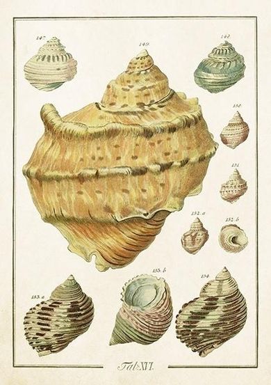 Skona Ting, karnet ST503 B6 + koperta Muszle