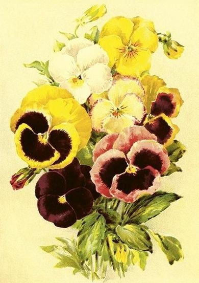 Skona Ting, karnet ST507 B6 + koperta Bratki