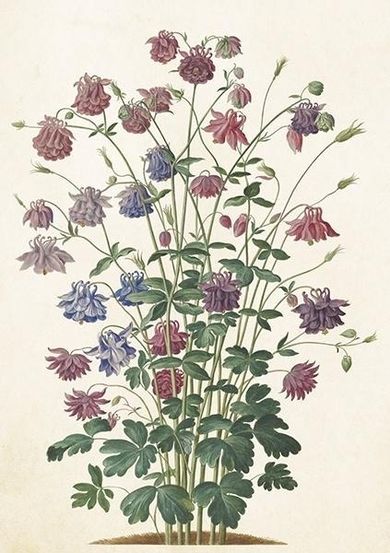 Skona Ting, karnet ST510 B6 + koperta Orlik pospolity