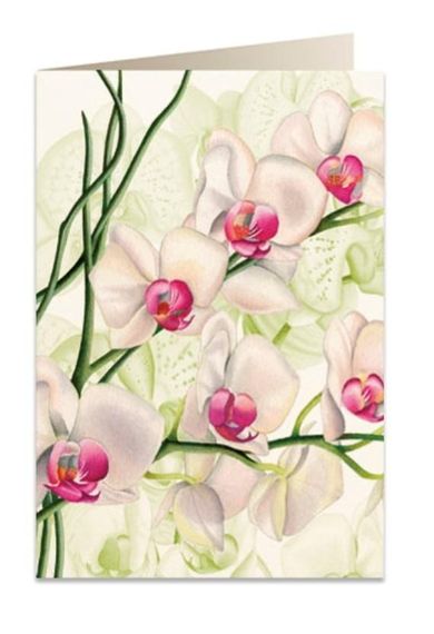 Tassotti, karnet B6 z kopertą, Biała orchidea