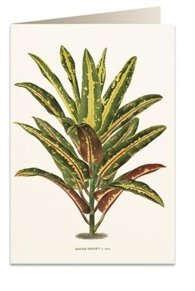 Tassotti, karnet B6 z kopertą, Dracena Croton