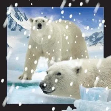 Worth Keeping, magnes 3D, Niedźwiedzie Polarne w śniegu