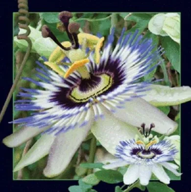 Worth Keeping, magnes 3D, Passiflora