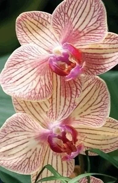 Worth Keeping, Mini kartka 3D, Orchidea