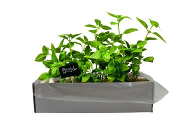 Dibys, Mój Pierwszy Ogród, zestaw zielnik basic, zioła