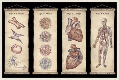 Anatomicum