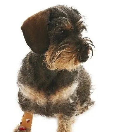 Buster, Anti-lick, naturalny plaster dla psa i kota S, 2 szt.