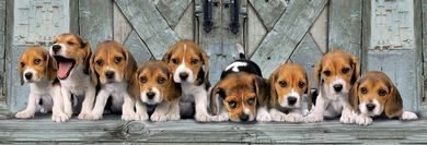 Clementoni, Panorama, Psy rasy Beagle, puzzle, 1000 elementów
