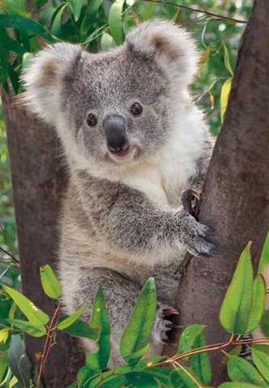 Clementoni, WWF, Baby koala, puzzle, 250 elementów