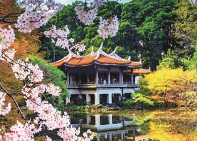 Jumbo, Premium Collection, Kwiaty wiśni, Japonia, puzzle, 1000 elementów