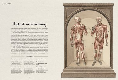 Anatomicum
