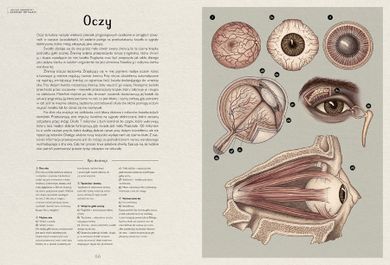 Anatomicum