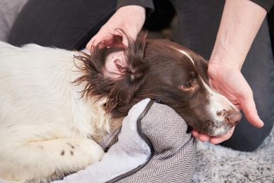 Dew Pet Care, środek do czyszczenia uszu dla zwierząt, 2,5l