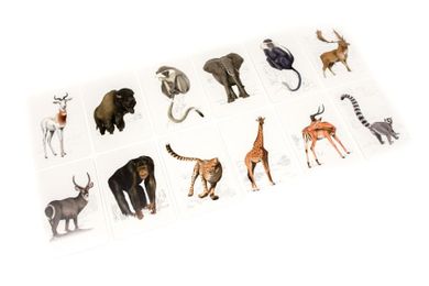 Lucrum Games, Czy wiesz, który zwierz...? Kieszonkowa fauna Afryki i Azji, gra edukacyjna